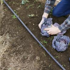 Treasure Our Valley, Ryan Henry Photos, local farm land, farmer harvesting purple cabbage or vegetable